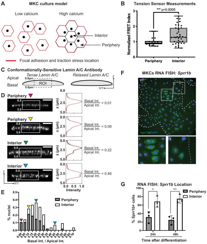 https://cdn.ncbi.nlm.nih.gov/pmc/blobs/60d8/8051949/aaf87e5be777/elife-58541-fig2.jpg