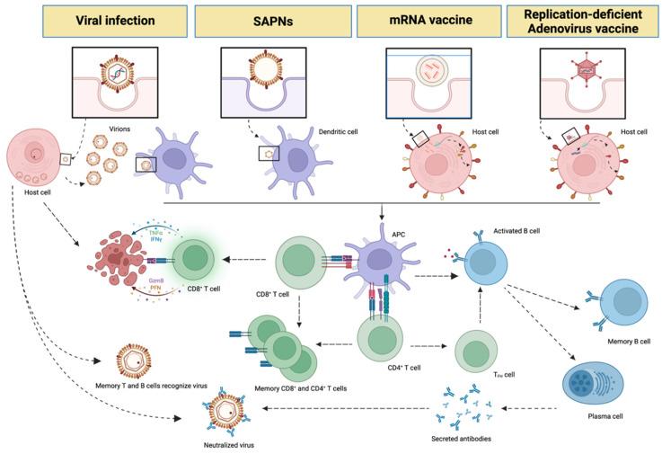 https://cdn.ncbi.nlm.nih.gov/pmc/blobs/60da/9505534/542ea59f5605/vaccines-10-01447-g002.jpg