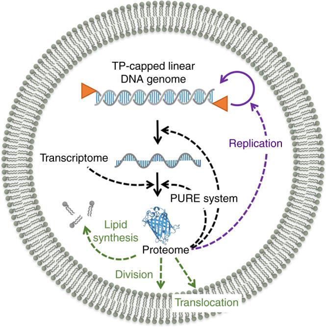 https://cdn.ncbi.nlm.nih.gov/pmc/blobs/60e2/5910420/041d17dc2302/41467_2018_3926_Fig6_HTML.jpg