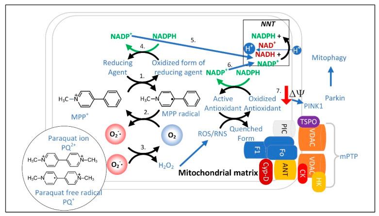 https://cdn.ncbi.nlm.nih.gov/pmc/blobs/60e2/9367803/804b05408db5/cells-11-02416-g004.jpg