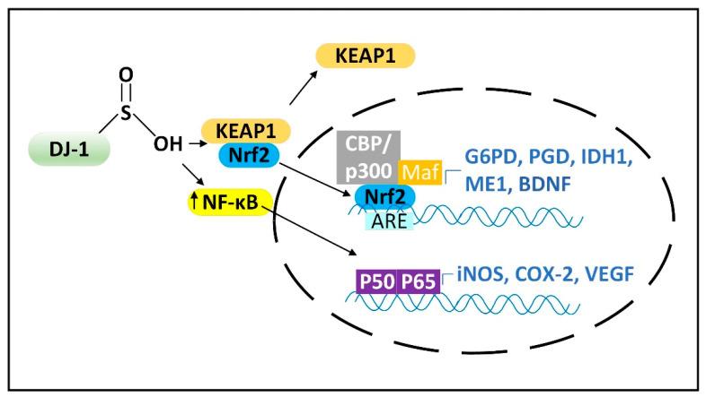 https://cdn.ncbi.nlm.nih.gov/pmc/blobs/60e2/9367803/c3f8959b84f8/cells-11-02416-g003.jpg