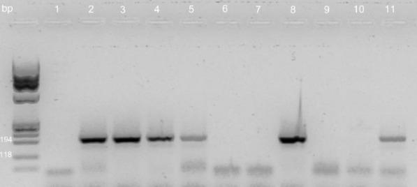 https://cdn.ncbi.nlm.nih.gov/pmc/blobs/60e6/8238708/401bc479311f/10792_2021_1818_Fig1_HTML.jpg