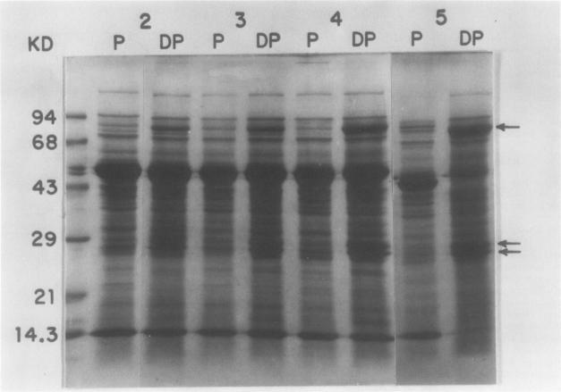 https://cdn.ncbi.nlm.nih.gov/pmc/blobs/60e7/1065922/ceadd6f0f6f3/plntphys00555-0322-a.jpg