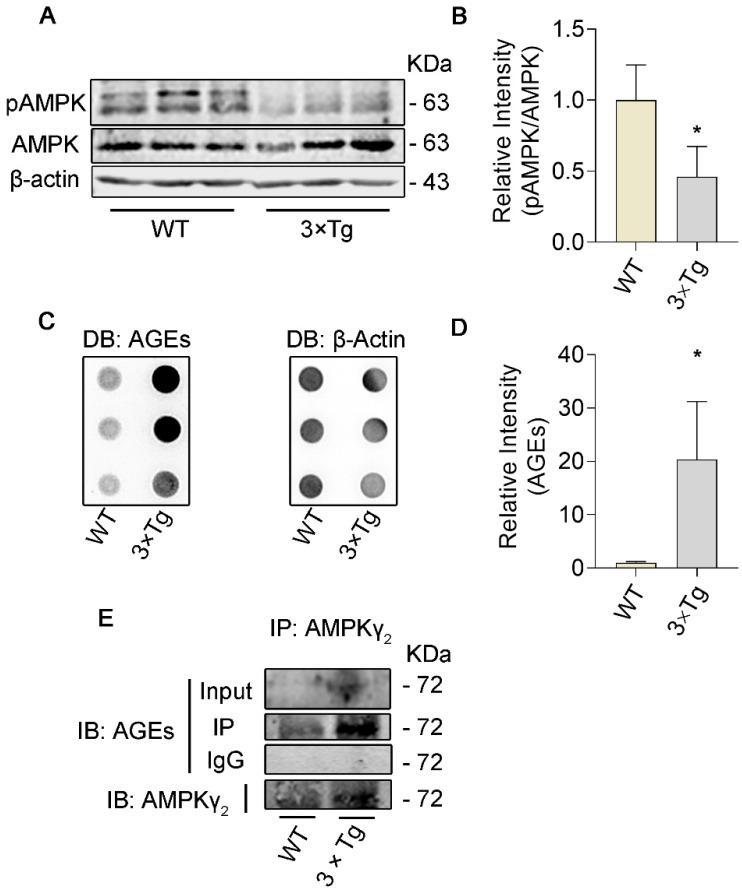 https://cdn.ncbi.nlm.nih.gov/pmc/blobs/60e7/9655994/d07d54989d42/cells-11-03520-g001.jpg
