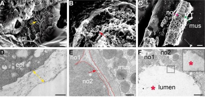 https://cdn.ncbi.nlm.nih.gov/pmc/blobs/60ea/5612238/18aa665ffd4c/biolopen-6-026336-g2.jpg