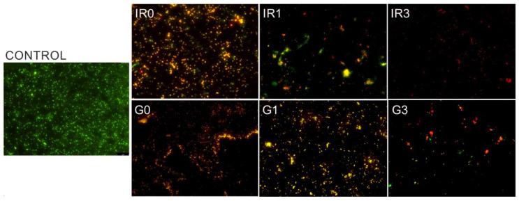 https://cdn.ncbi.nlm.nih.gov/pmc/blobs/60ea/9570054/32a09655b1c0/ijms-23-12027-g010.jpg