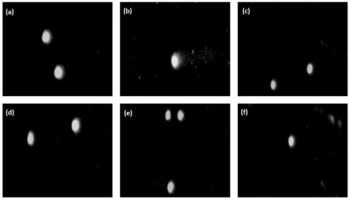 https://cdn.ncbi.nlm.nih.gov/pmc/blobs/60ec/11172958/908ec1b62f28/ijms-25-05989-g011.jpg