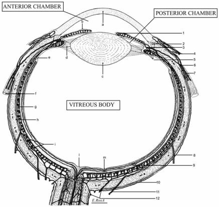 https://cdn.ncbi.nlm.nih.gov/pmc/blobs/60f1/2701282/27d7faa3f2ab/CN-6-293_F3.jpg