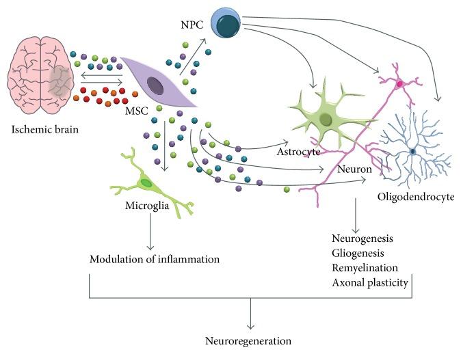 https://cdn.ncbi.nlm.nih.gov/pmc/blobs/60f1/4306255/568d8e715cc8/BMRI2015-257139.006.jpg