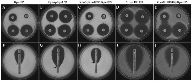 https://cdn.ncbi.nlm.nih.gov/pmc/blobs/60f5/8151138/3f466b897442/microorganisms-09-01022-g001.jpg