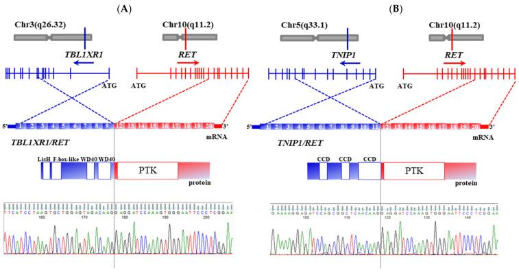 https://cdn.ncbi.nlm.nih.gov/pmc/blobs/60f5/8268670/38dfbacd9a01/cancers-13-03374-g004.jpg