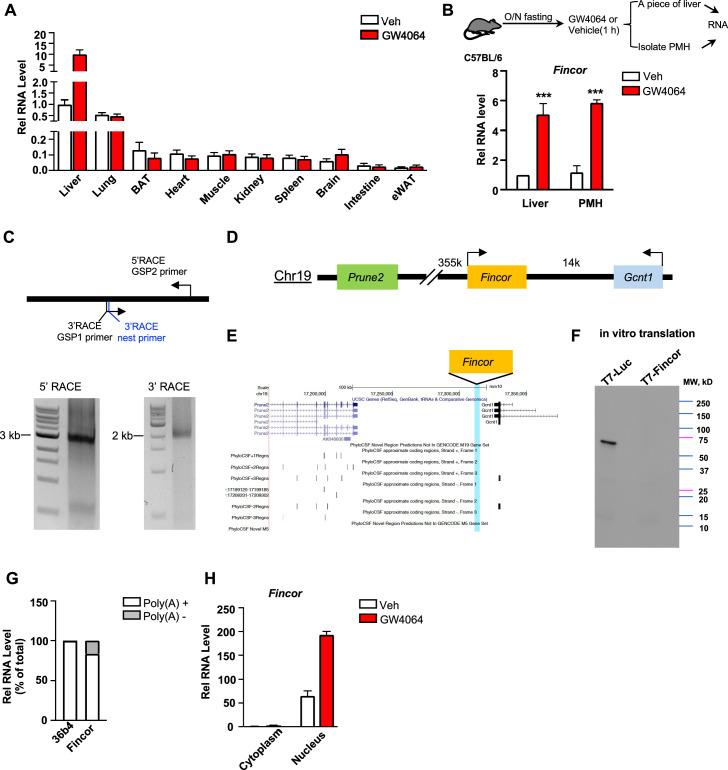 https://cdn.ncbi.nlm.nih.gov/pmc/blobs/60ff/11018349/5486298595f1/elife-91438-fig3.jpg