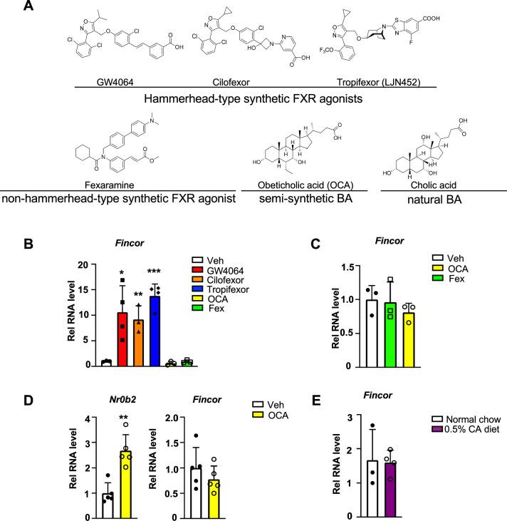 https://cdn.ncbi.nlm.nih.gov/pmc/blobs/60ff/11018349/7c00f3a98981/elife-91438-fig4.jpg