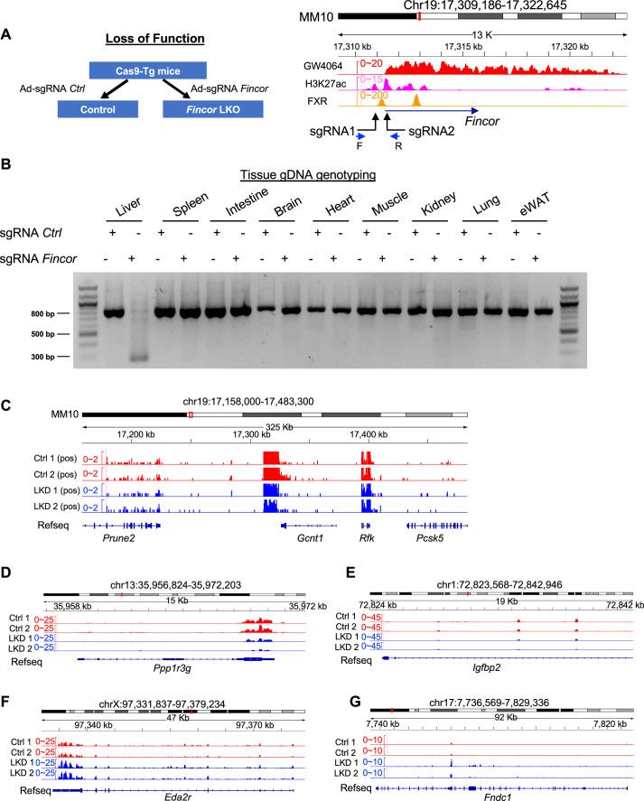 https://cdn.ncbi.nlm.nih.gov/pmc/blobs/60ff/11018349/9a187e60d4e3/elife-91438-fig5-figsupp1.jpg
