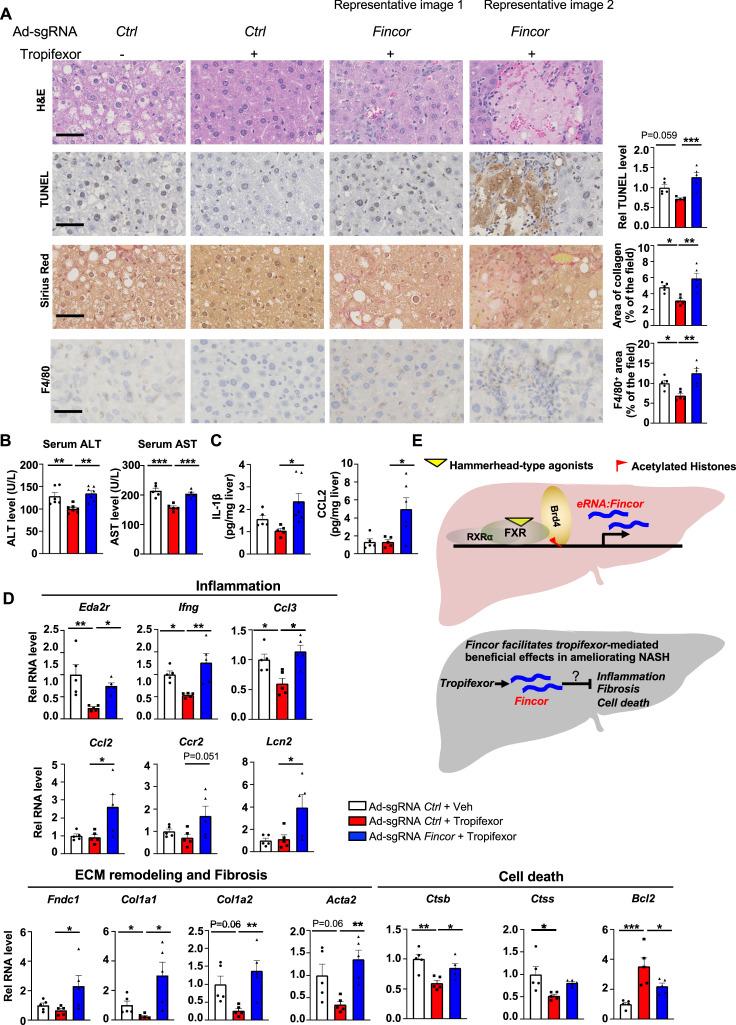 https://cdn.ncbi.nlm.nih.gov/pmc/blobs/60ff/11018349/bd988e9365ce/elife-91438-fig7.jpg