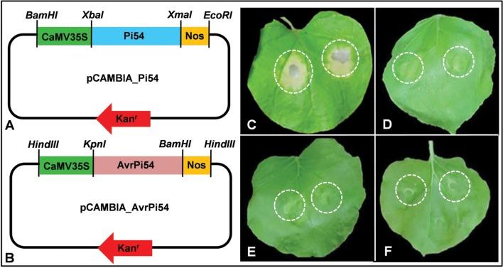 https://cdn.ncbi.nlm.nih.gov/pmc/blobs/6101/4976503/8a01b73e5fc8/fpls-07-01140-g003.jpg