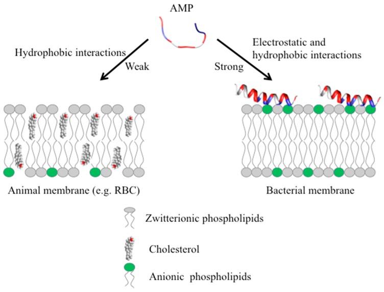https://cdn.ncbi.nlm.nih.gov/pmc/blobs/6109/5871973/10ef437dfea6/biomolecules-08-00004-g004.jpg
