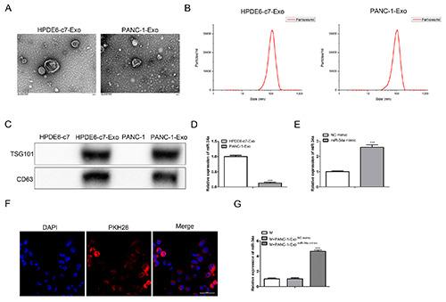 https://cdn.ncbi.nlm.nih.gov/pmc/blobs/610c/12051414/5c5ef5562474/ejh-69-2-4176-g004.jpg