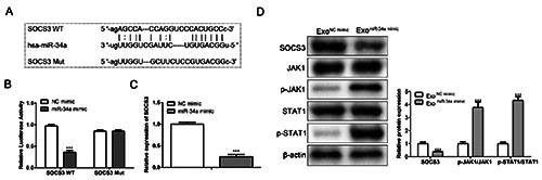 https://cdn.ncbi.nlm.nih.gov/pmc/blobs/610c/12051414/c79444d0ffe1/ejh-69-2-4176-g007.jpg