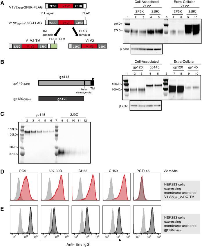 https://cdn.ncbi.nlm.nih.gov/pmc/blobs/610e/7944456/69c280911fee/JVI.01193-20-f0001.jpg