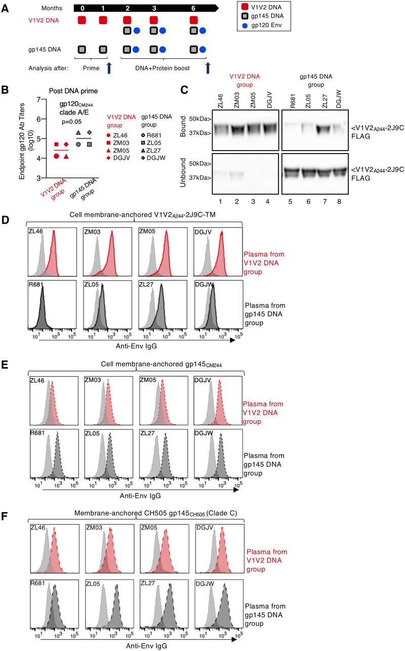 https://cdn.ncbi.nlm.nih.gov/pmc/blobs/610e/7944456/f6ac31847c26/JVI.01193-20-f0002.jpg