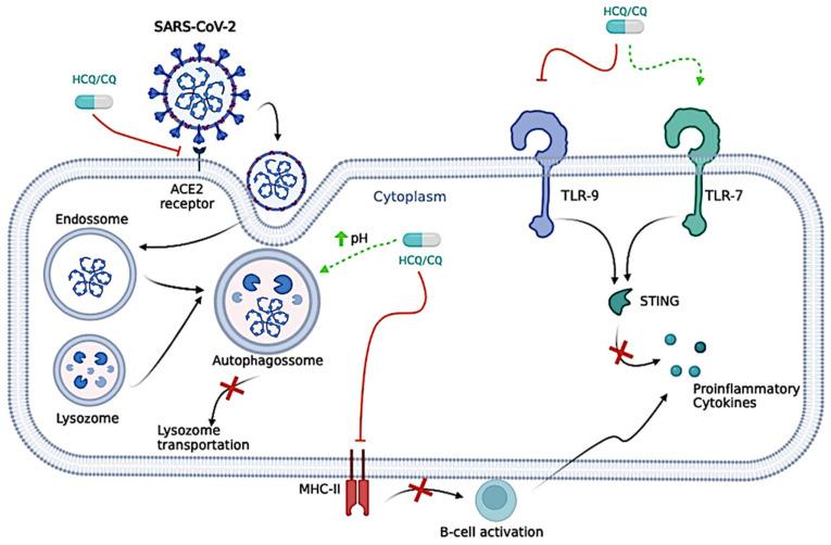 https://cdn.ncbi.nlm.nih.gov/pmc/blobs/6111/11505156/e8c822f559b3/biomedicines-12-02206-g003.jpg