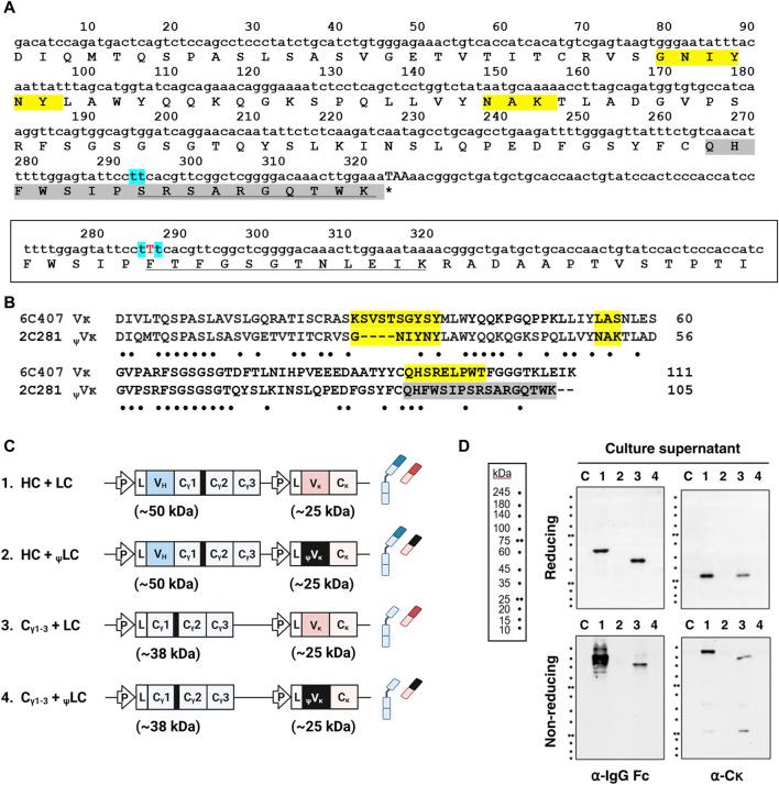 https://cdn.ncbi.nlm.nih.gov/pmc/blobs/6112/11096469/c18940da2f16/fmolb-11-1346259-g002.jpg