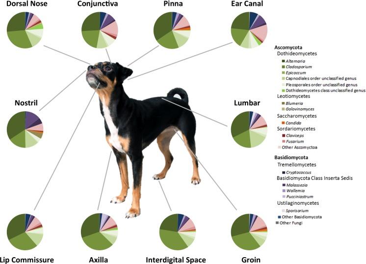 https://cdn.ncbi.nlm.nih.gov/pmc/blobs/6114/4657189/3f6caddfbee2/fiv139fig3.jpg