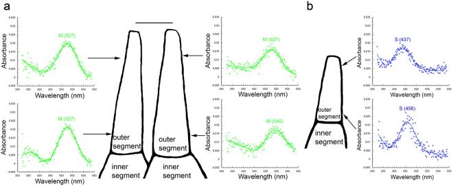https://cdn.ncbi.nlm.nih.gov/pmc/blobs/6117/5859124/d3c117b0df56/41598_2018_23008_Fig4_HTML.jpg