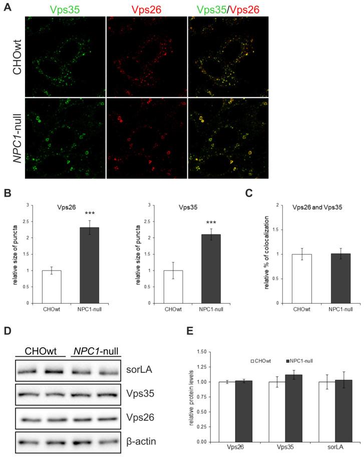 https://cdn.ncbi.nlm.nih.gov/pmc/blobs/6117/8705785/a542b78aa84b/ijms-22-13256-g001.jpg