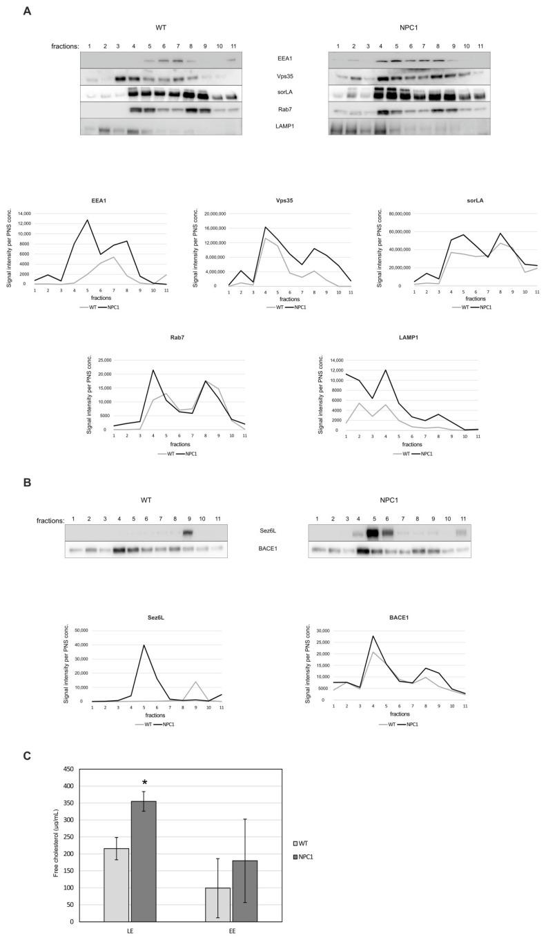 https://cdn.ncbi.nlm.nih.gov/pmc/blobs/6117/8705785/bdc1721f3e83/ijms-22-13256-g005.jpg