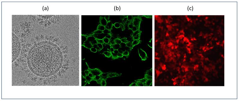 https://cdn.ncbi.nlm.nih.gov/pmc/blobs/6119/11508178/7d7ca8723e8e/ijms-25-11094-g002.jpg