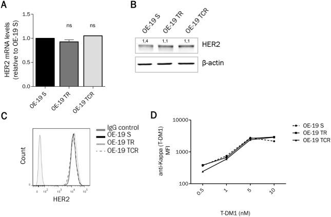 https://cdn.ncbi.nlm.nih.gov/pmc/blobs/6119/5940380/be1e1927d974/oncotarget-09-21141-g003.jpg