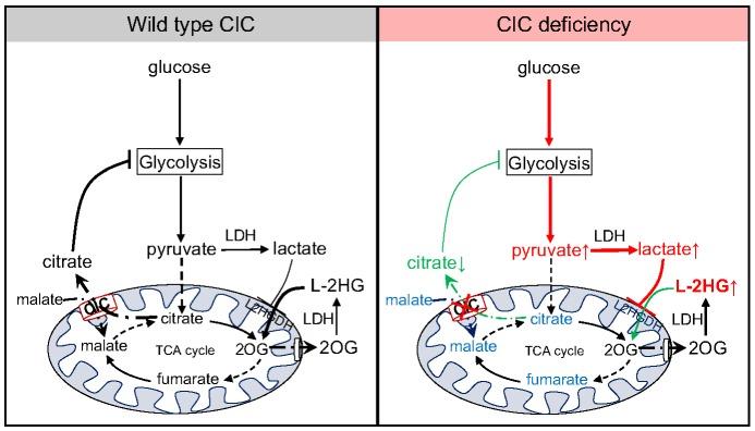 https://cdn.ncbi.nlm.nih.gov/pmc/blobs/611f/6177012/bdf66b3a1dac/dmm-11-035337-g5.jpg