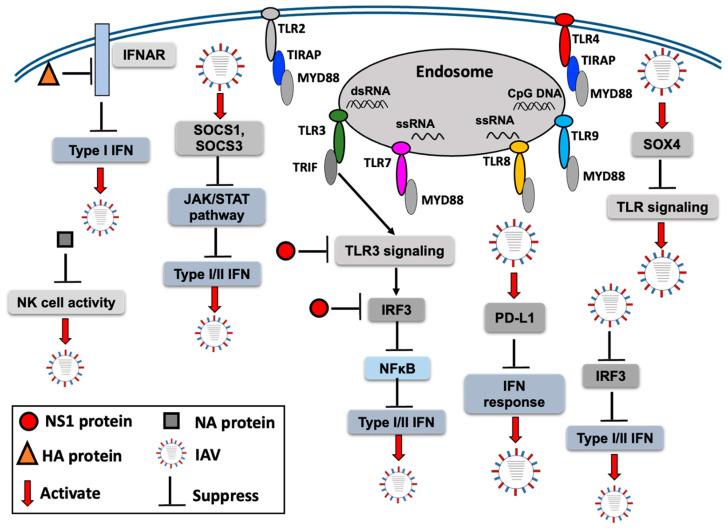 https://cdn.ncbi.nlm.nih.gov/pmc/blobs/6125/11172706/910feb949895/ijms-25-05909-g002.jpg