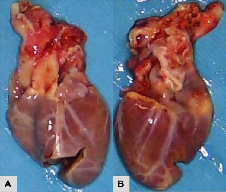 https://cdn.ncbi.nlm.nih.gov/pmc/blobs/6128/11525385/5b4ccfa51f24/12024_2023_737_Fig1_HTML.jpg