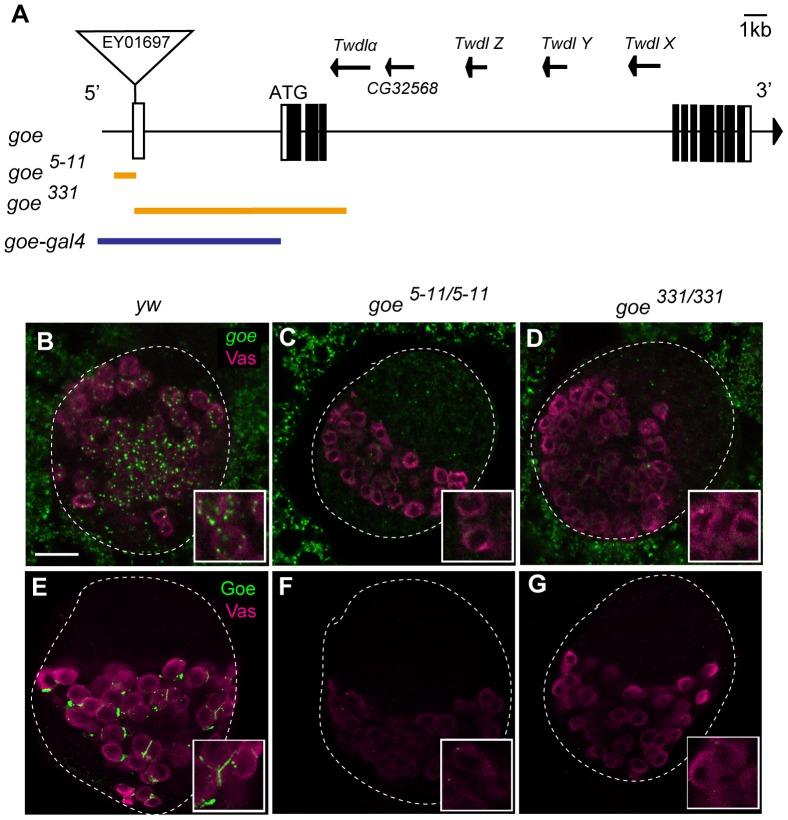 https://cdn.ncbi.nlm.nih.gov/pmc/blobs/612a/4242634/5a86519fc245/pone.0113423.g003.jpg