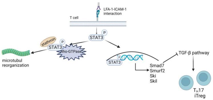 https://cdn.ncbi.nlm.nih.gov/pmc/blobs/6131/10854705/52754387c999/cells-13-00212-g005.jpg