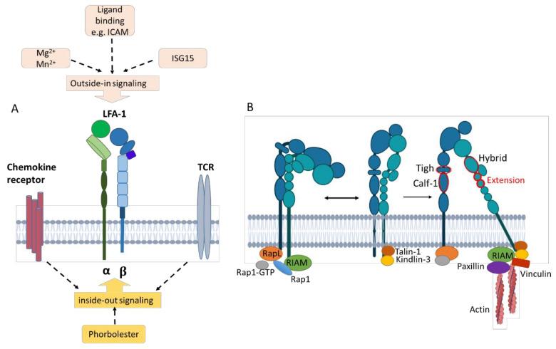 https://cdn.ncbi.nlm.nih.gov/pmc/blobs/6131/10854705/98737f139305/cells-13-00212-g004.jpg
