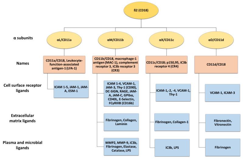 https://cdn.ncbi.nlm.nih.gov/pmc/blobs/6131/10854705/b1efdbb46f7b/cells-13-00212-g002.jpg