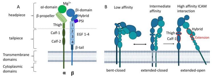 https://cdn.ncbi.nlm.nih.gov/pmc/blobs/6131/10854705/dd2b4c1f0706/cells-13-00212-g003.jpg