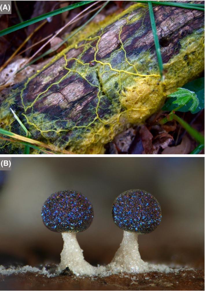 https://cdn.ncbi.nlm.nih.gov/pmc/blobs/613a/7264897/0becff85fc78/MBT2-13-844-g012.jpg