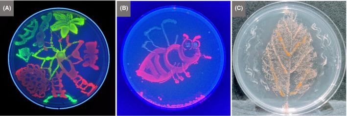 https://cdn.ncbi.nlm.nih.gov/pmc/blobs/613a/7264897/d77066cb4d75/MBT2-13-844-g020.jpg