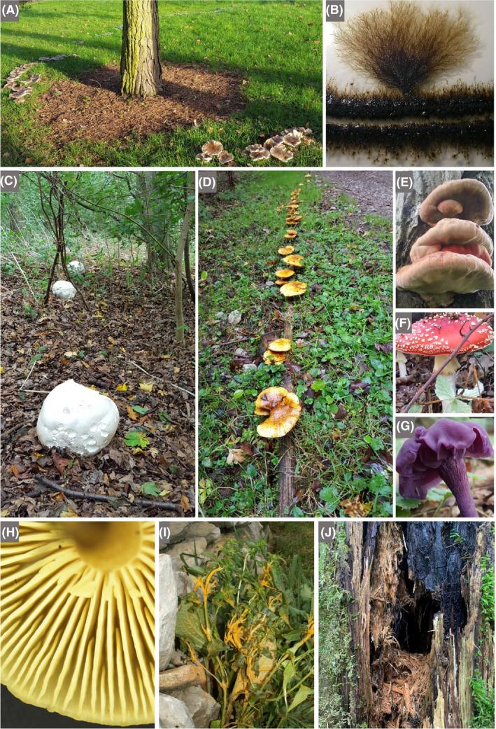 https://cdn.ncbi.nlm.nih.gov/pmc/blobs/613a/7264897/e93f49ede489/MBT2-13-844-g011.jpg