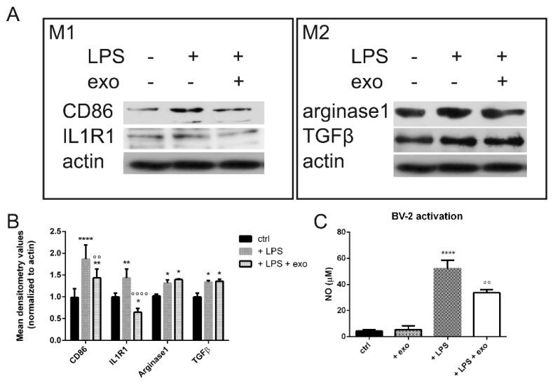 https://cdn.ncbi.nlm.nih.gov/pmc/blobs/613b/9105787/94224d08bf83/ijms-23-04967-g002.jpg