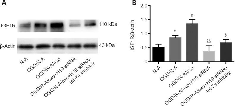 https://cdn.ncbi.nlm.nih.gov/pmc/blobs/613b/9838162/875c16c4f042/NRR-18-1316-g006.jpg