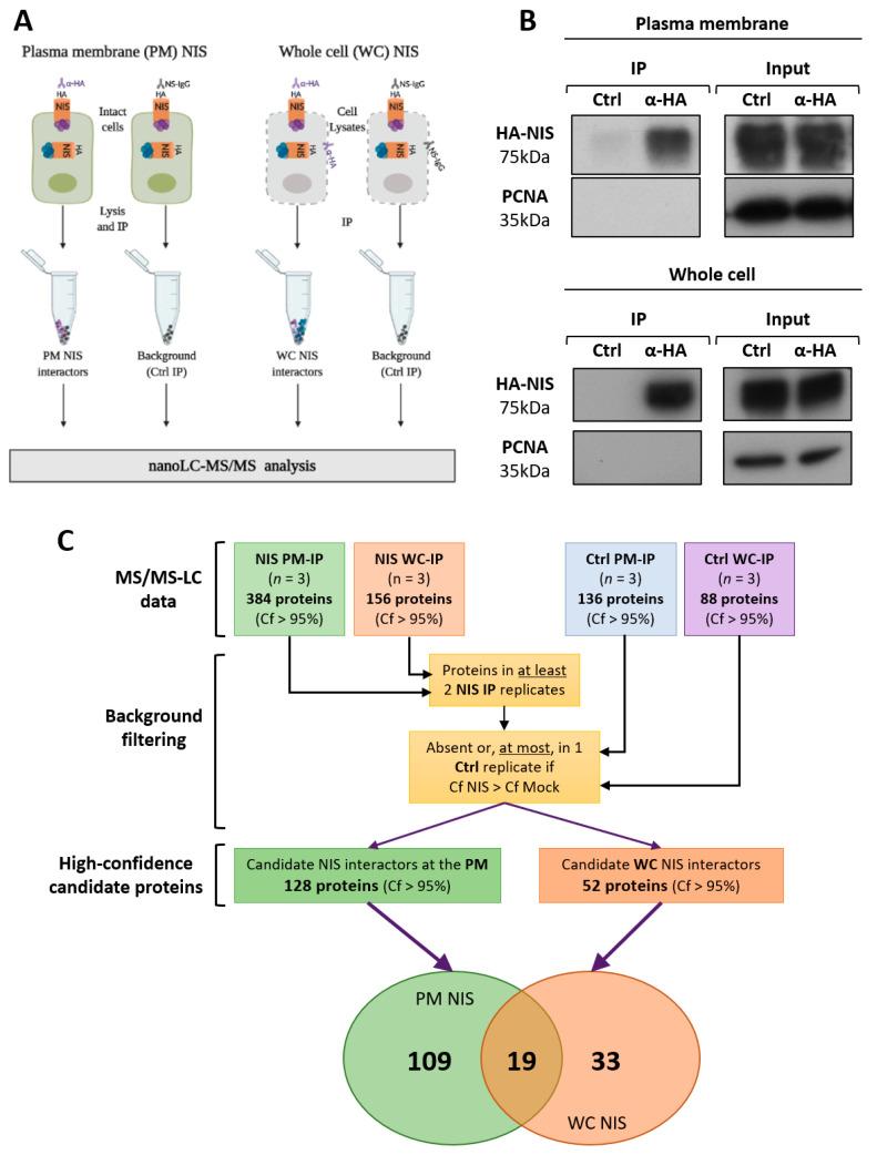https://cdn.ncbi.nlm.nih.gov/pmc/blobs/613d/8582450/3143f16f6bed/cancers-13-05460-g002.jpg