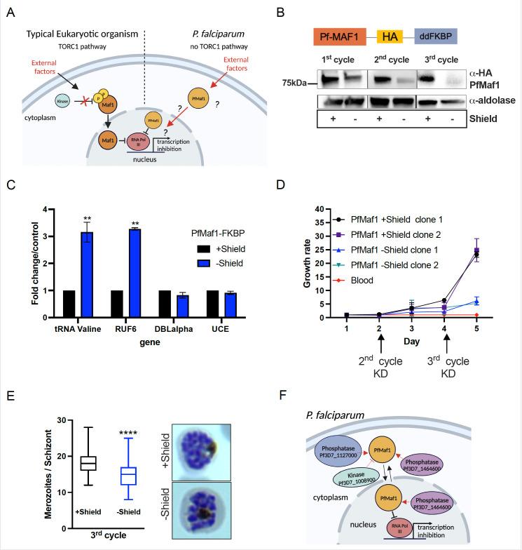 https://cdn.ncbi.nlm.nih.gov/pmc/blobs/613e/11208047/c653895c811c/elife-95879-fig3.jpg