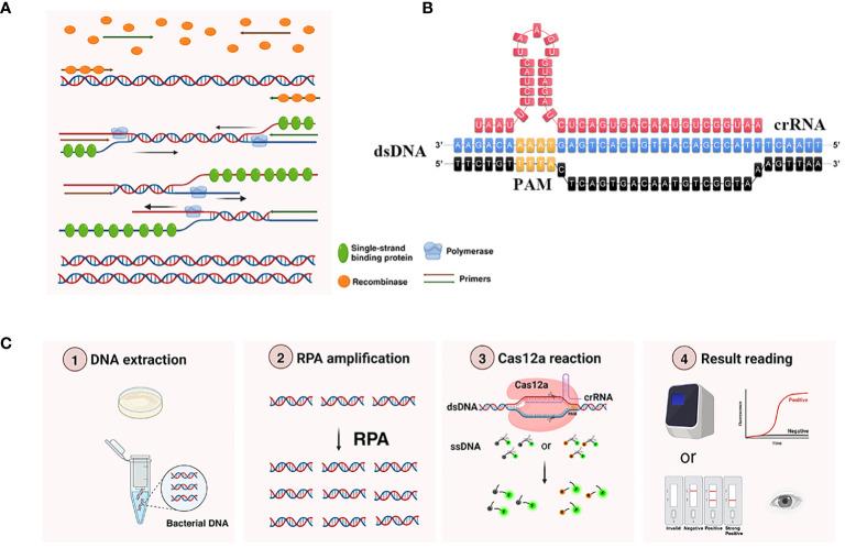 https://cdn.ncbi.nlm.nih.gov/pmc/blobs/613f/11236598/34cce4ba75b6/fcimb-14-1362513-g001.jpg