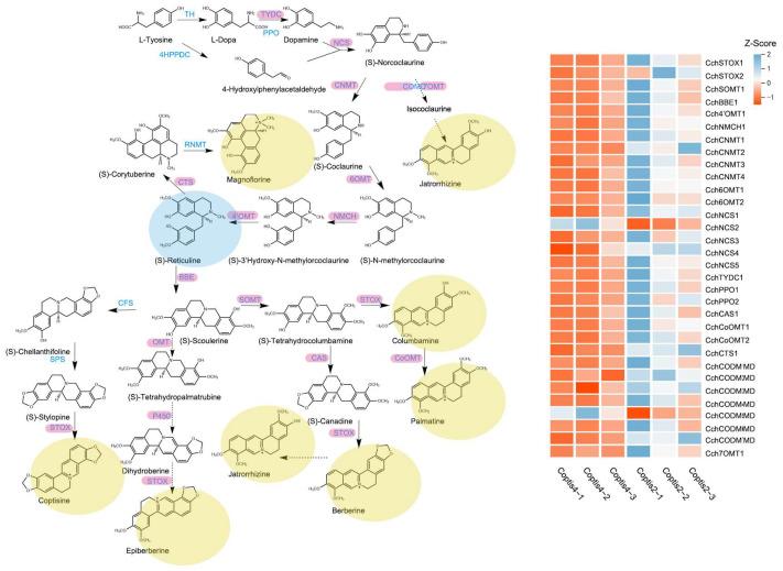 https://cdn.ncbi.nlm.nih.gov/pmc/blobs/6142/10742649/5ff09f37b6da/genes-14-02232-g005.jpg